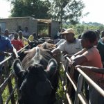 cattle in africa
