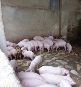pigs uganda